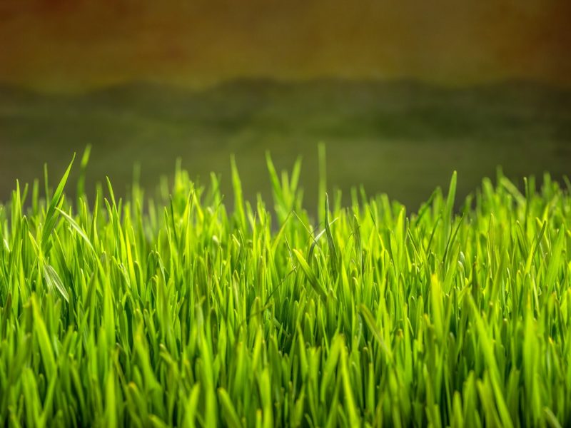 Green grass